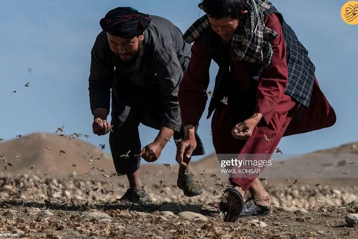(تصاویر) حمله ملخ‌ها به مزارع گندم در بلخ افغانستان