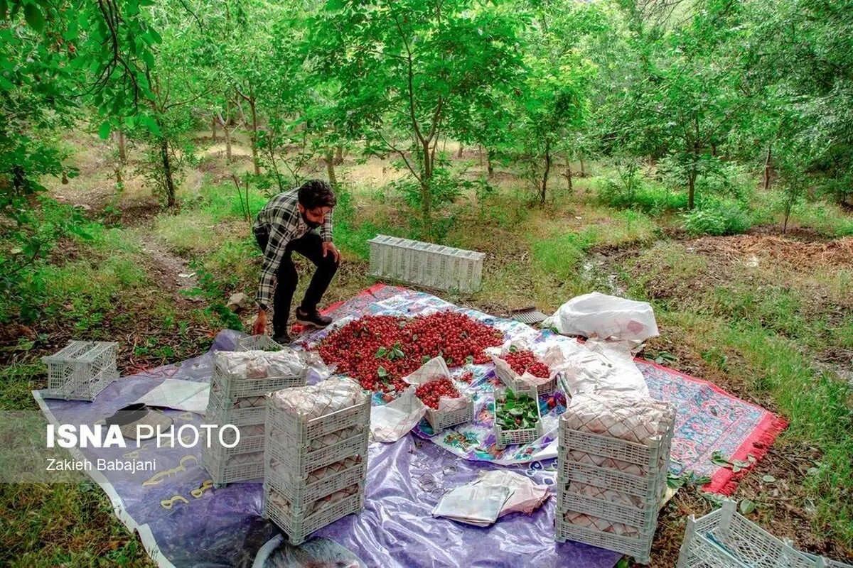 (تصاویر) برداشت گیلاس در روستای بندبن