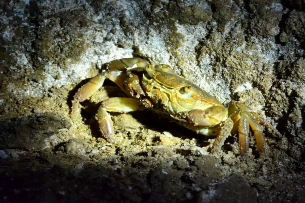 (ویدئو) تکنیک یک خرچنگ برای کشتن ماهی قبل از خوردن؛ شکستن گردن!