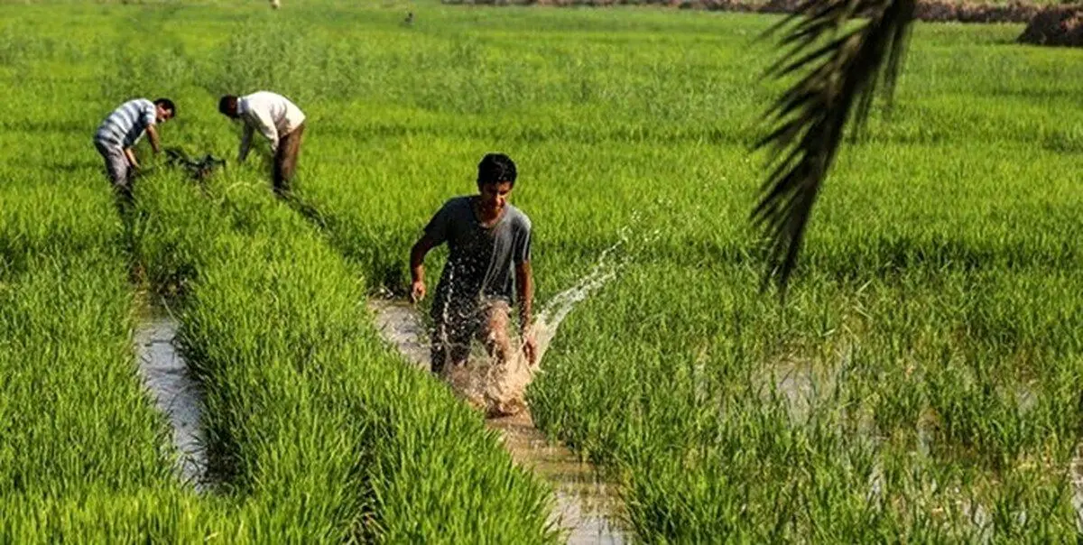 تصاویر بی‌نظیر شالیزارهای خوزستان از نمایی متفاوت