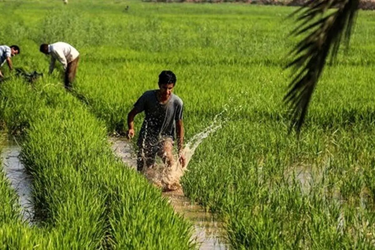 تصاویر بینظیر شالیزارهای خوزستان از نمایی متفاوت