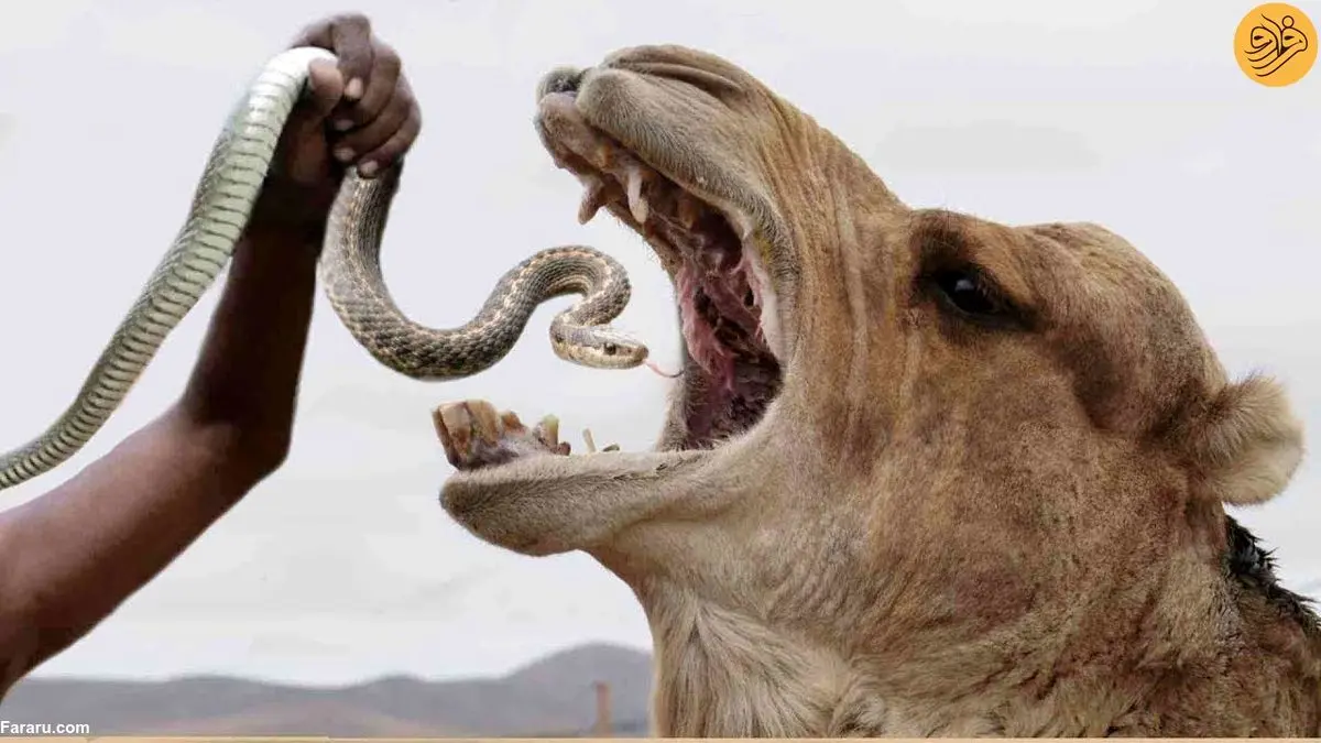 (ویدئو+ ۱۶) چرا شتر‌ها مار سمی می‌خورند!