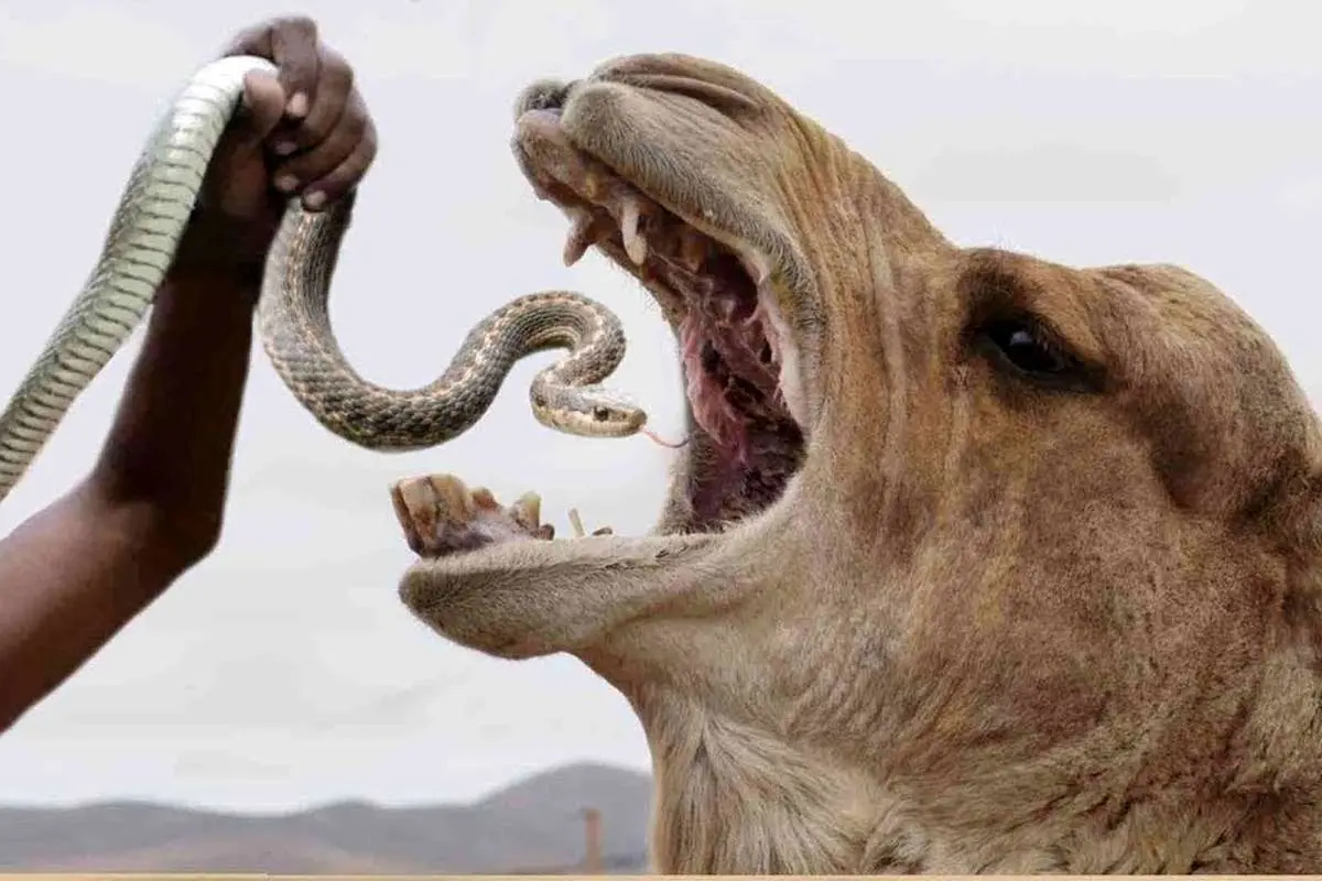 (ویدئو+ ۱۶) چرا شترها مار سمی میخورند!