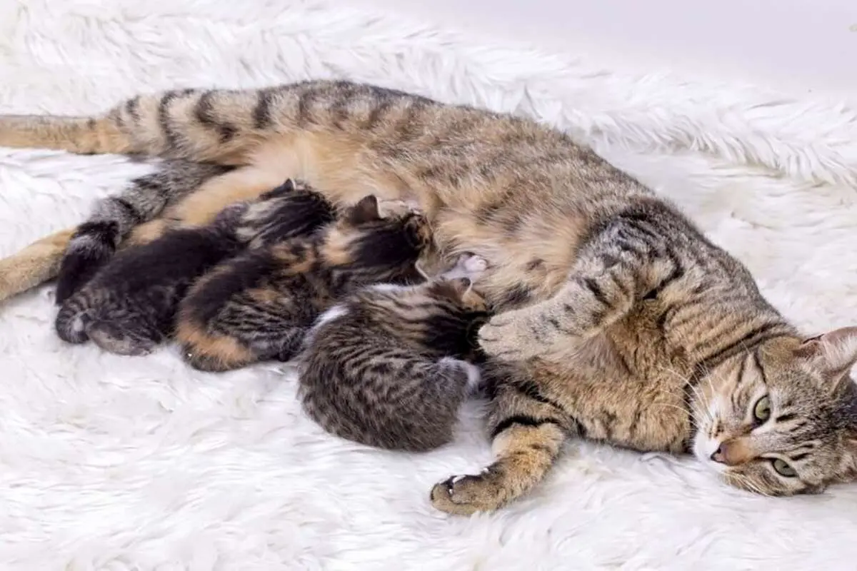 (ویدئو) حرکت مادرانه یک گربه با اتکا به محبت بی‌دریغ یک مغازه‌دار