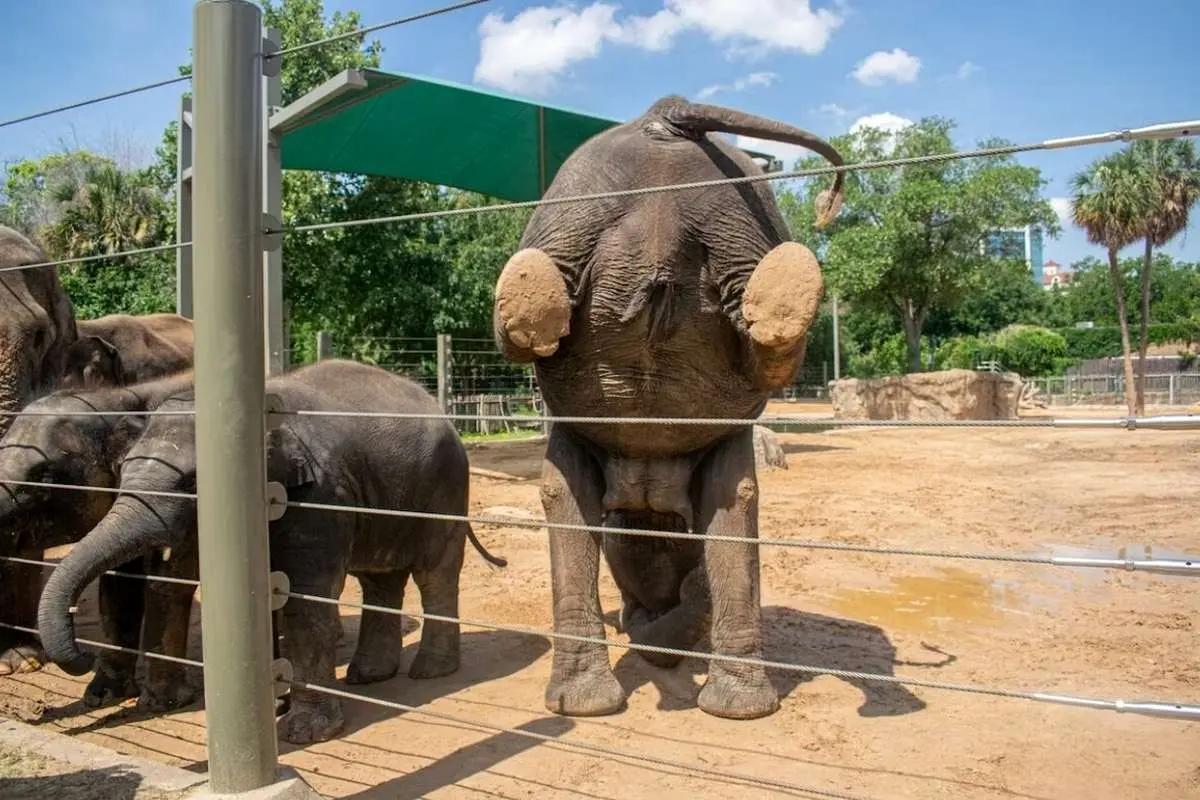 (تصاویر) وقتی فیل‌ها یوگا انجام می دهند!
