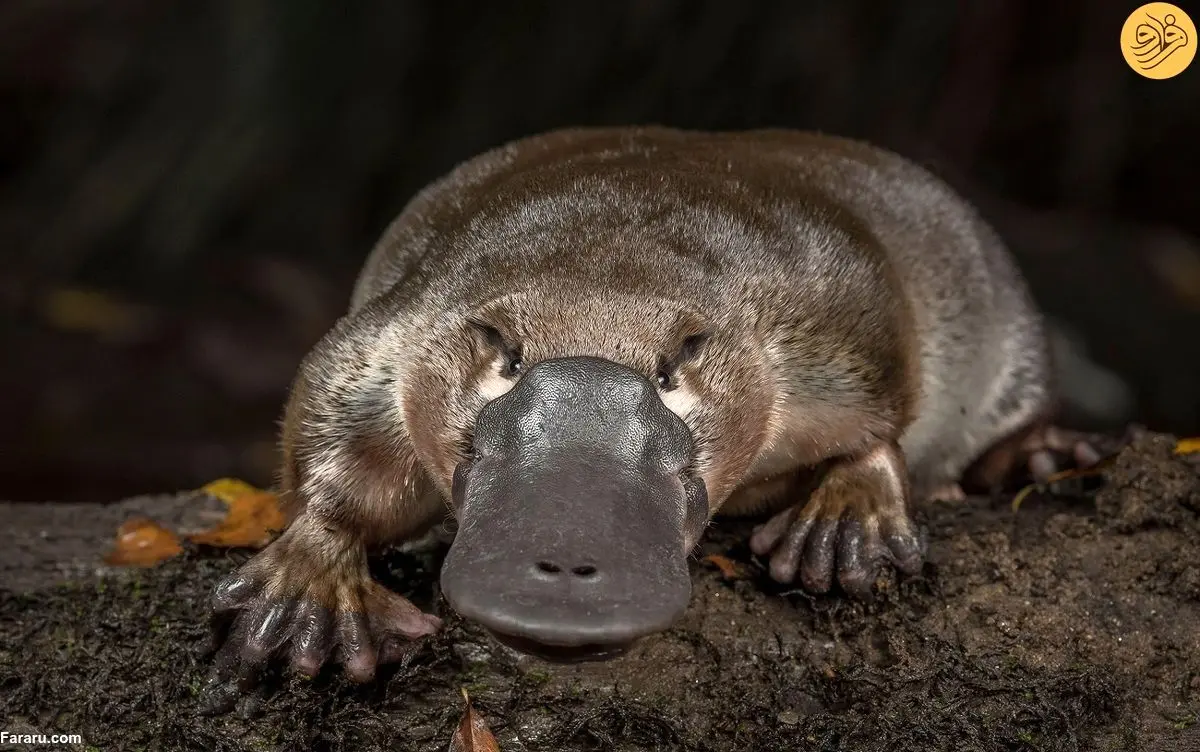 (ویدئو) تصاویر کمیاب از دعوای وحشیانه دو نوک‌اردکی نر