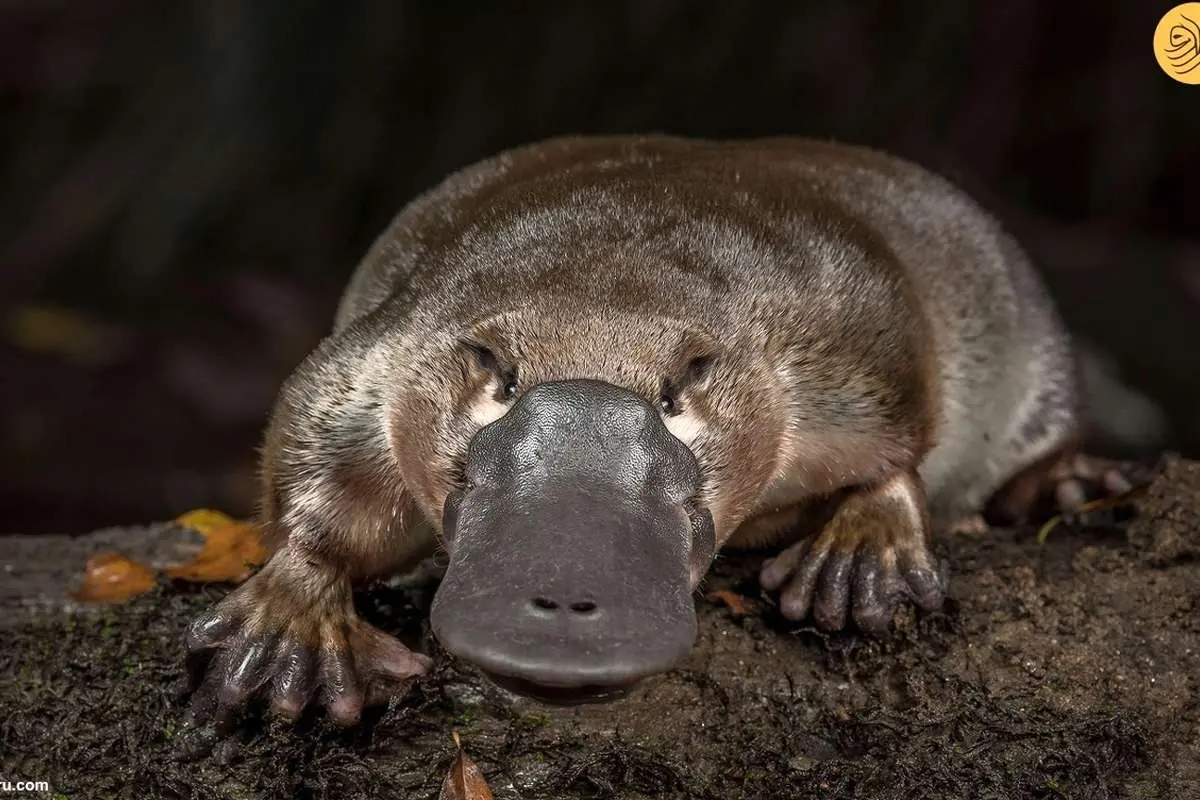 (ویدئو) تصاویر کمیاب از دعوای وحشیانه دو نوک‌اردکی نر