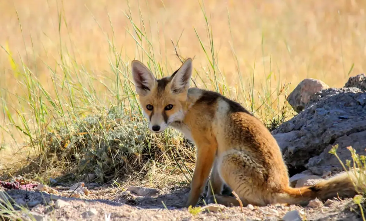 (ویدئو) خطر بهداشتی در کمین تهران؛ مشاهده روباه‌های ناقل «سارکوپتس» در بهشت زهرا