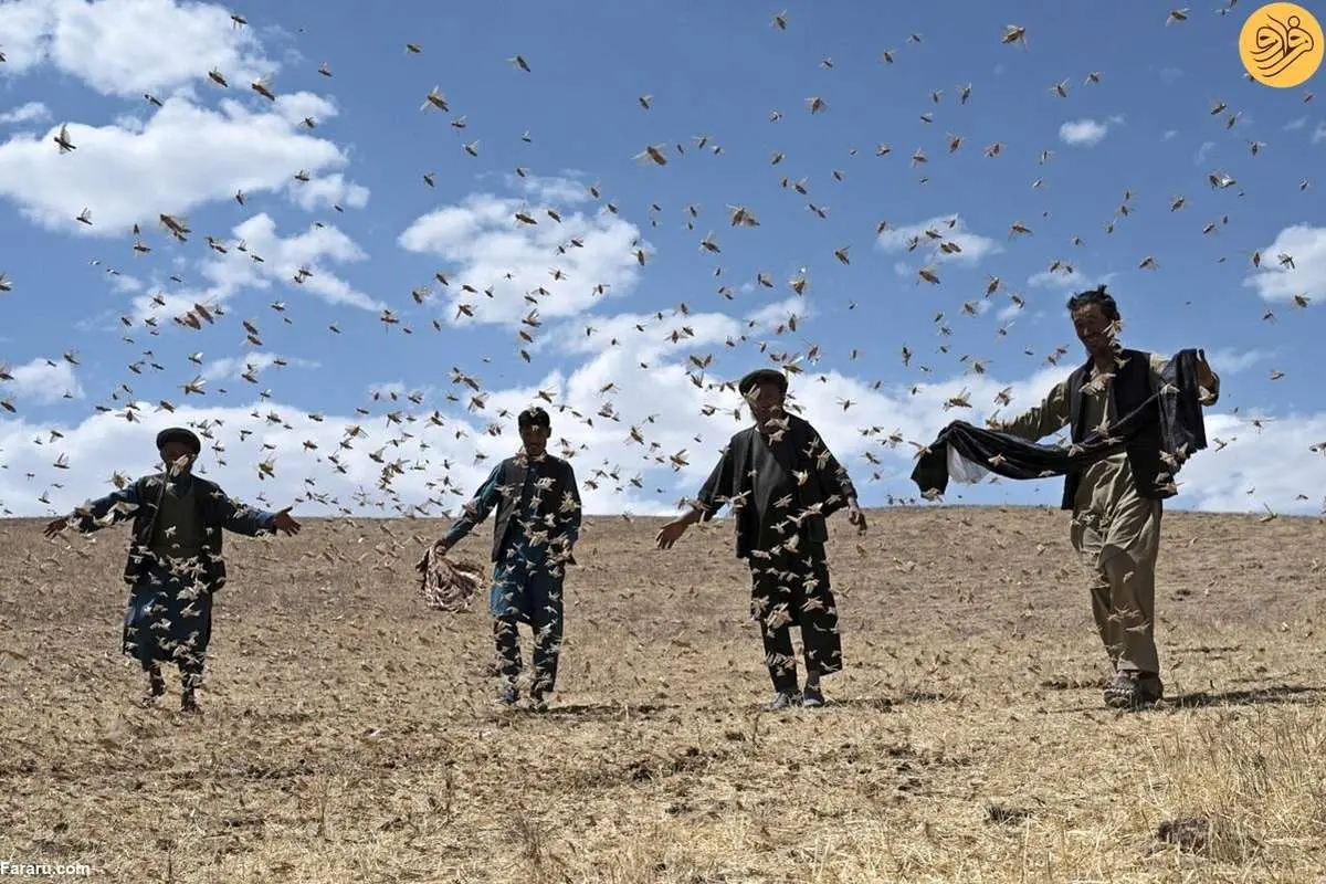 (ویدئو) ویرانگری ملخها در افغانستان