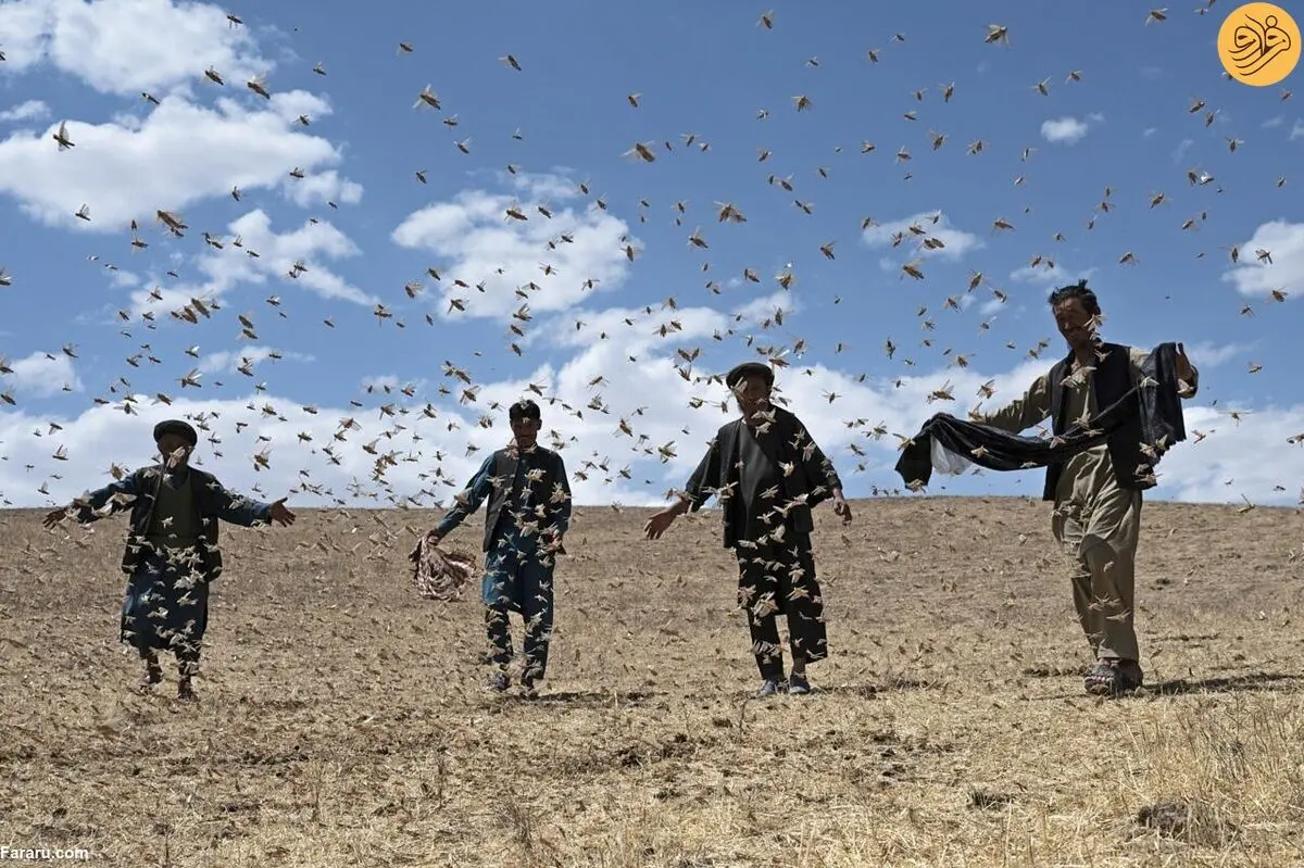 (ویدئو) ویرانگری ملخ‌ها در افغانستان