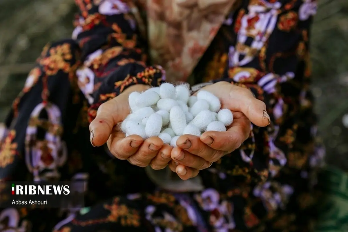 (تصاویر) جشنواره ملی کج‌چینی