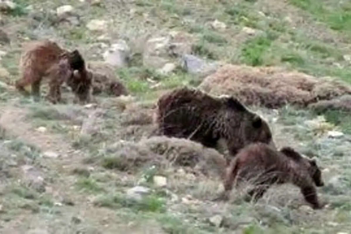 (ویدئو) غذا خوردن خانوادگی خرس قهوهای در منطقه شکار ممنوع سوادکوه
