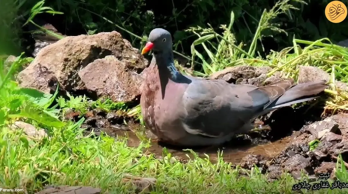(ویدئو) آبتنی کبوتر جنگلی و سهره‌ها در مازندران