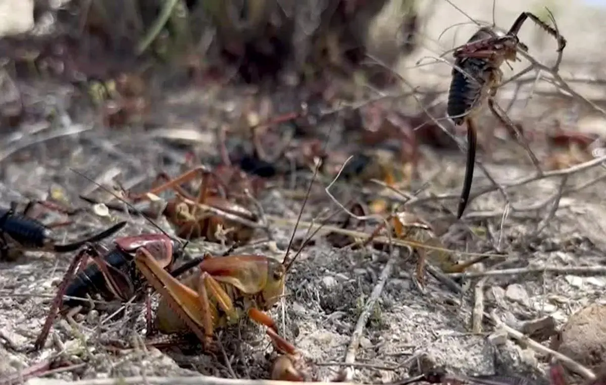 (ویدئو) حمله ترسناک جیرجیرک‌ها به نوادا