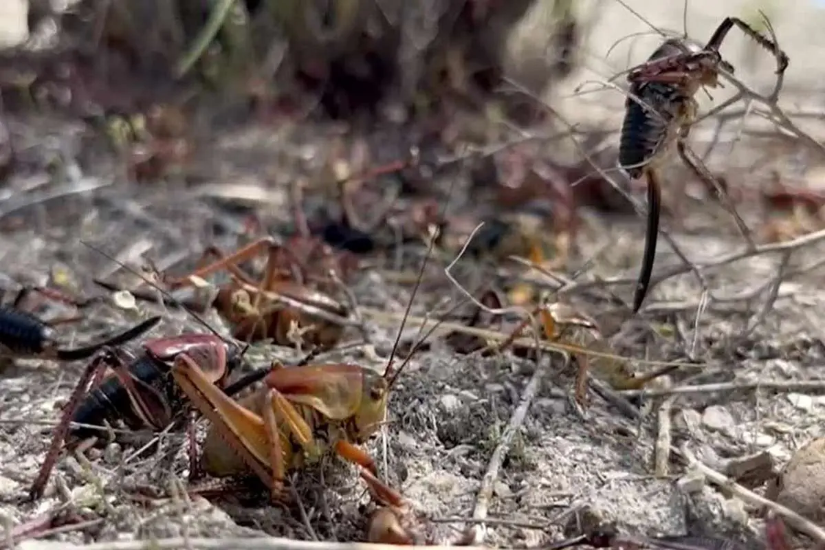 (ویدئو) حمله ترسناک جیرجیرک‌ها به نوادا