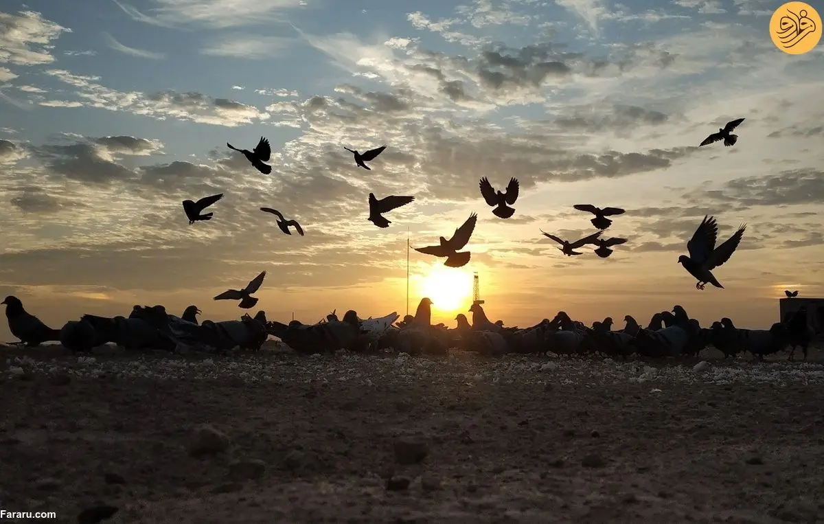 (ویدئو) کبوترها وسیله ارتباطی بین پلیس در هند!