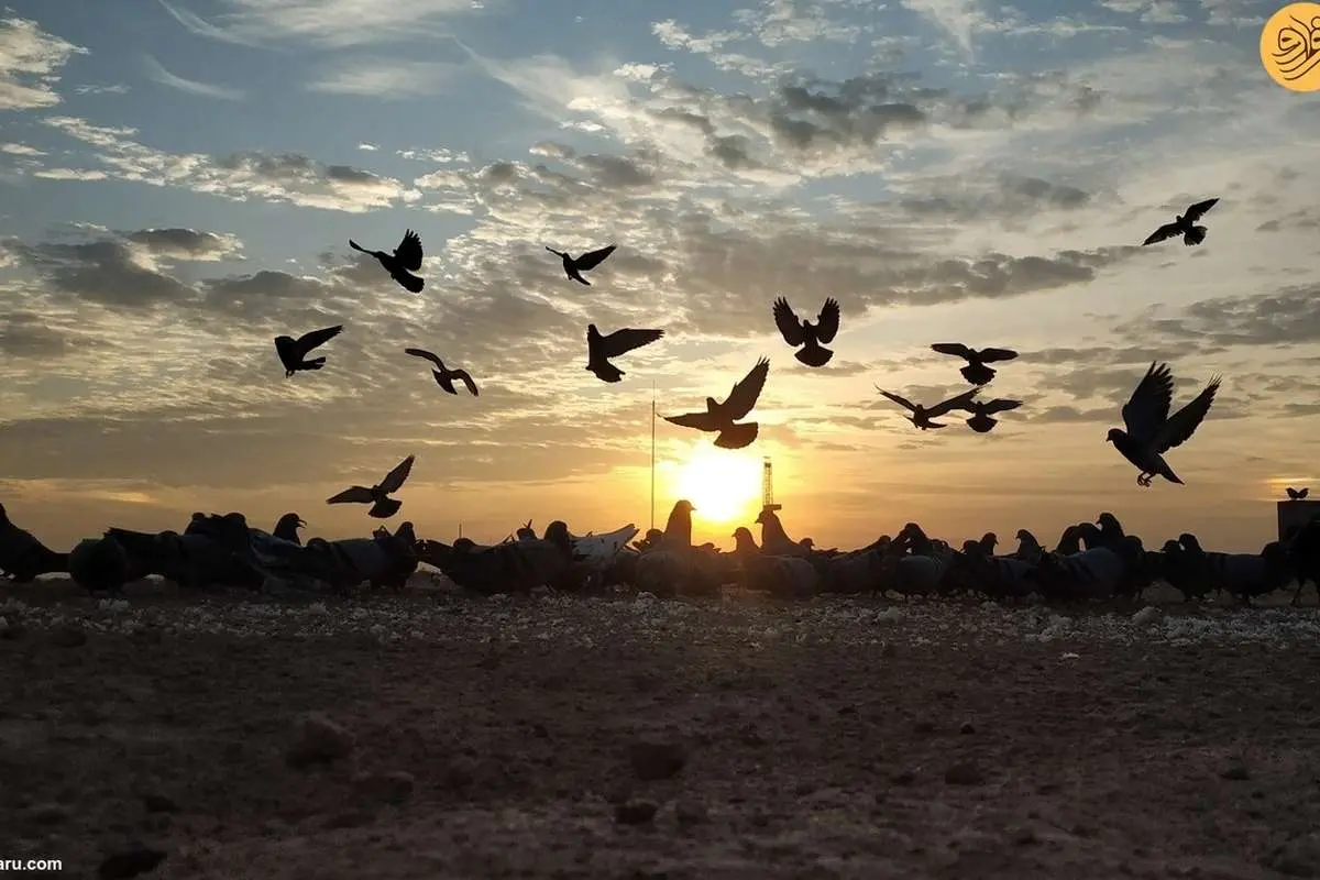 (ویدئو) کبوترها وسیله ارتباطی بین پلیس در هند!