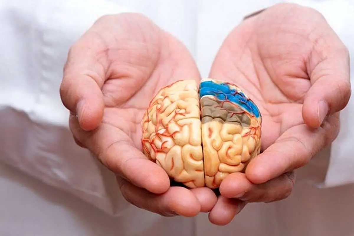 این مواد غذایی خوشمزه آلزایمر را ضربه فنی میکند/ ۶ راه پیشگیری از آلزایمر را بدانیم