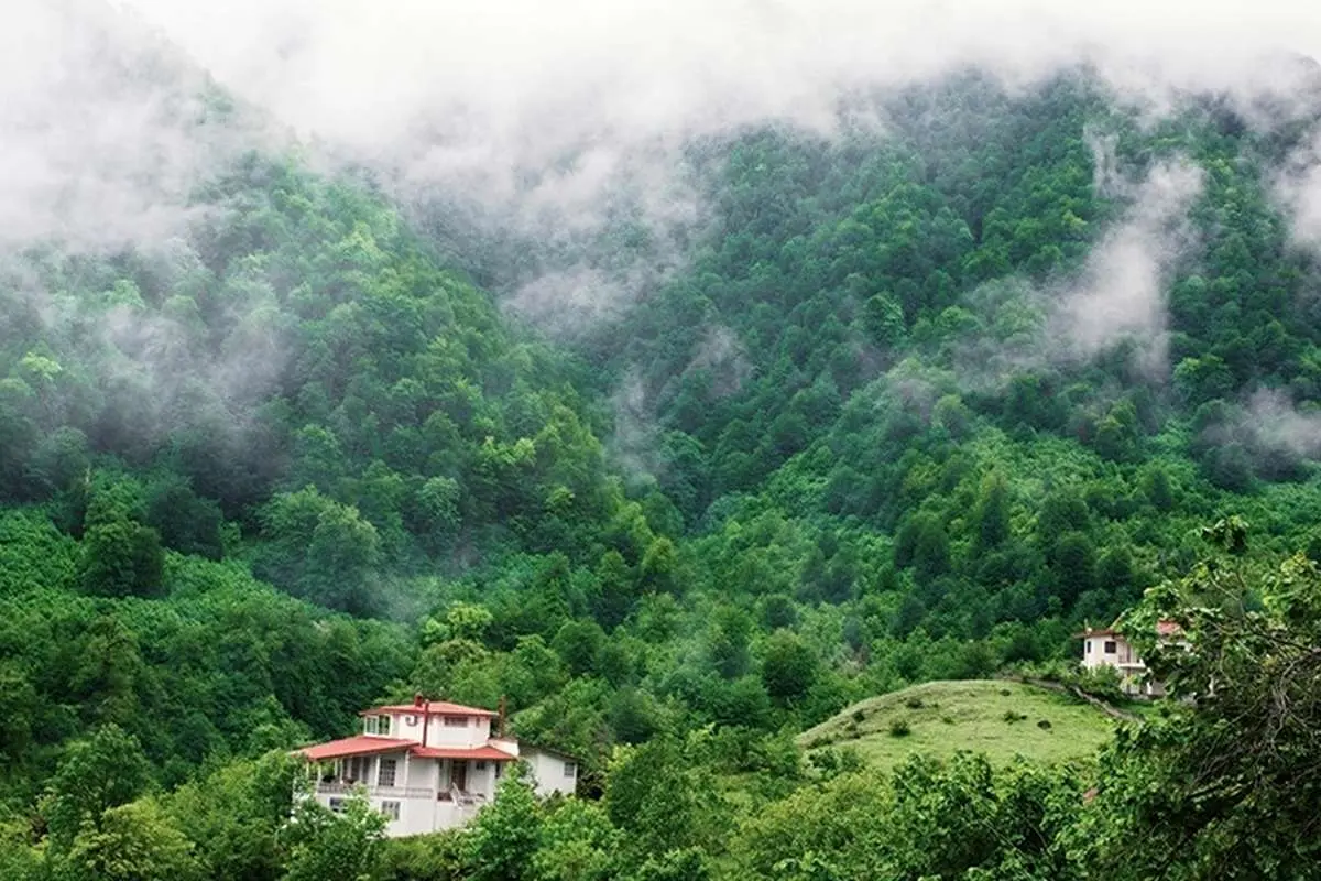 شیوع بیماری قارچی چالش جدی در جنگلهای شمال