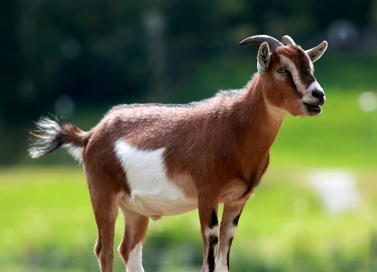 (ویدئو) وقتی بُز مزرعه مثل سوپرمن مرغ را از چنگال شاهین نجات می‌دهد