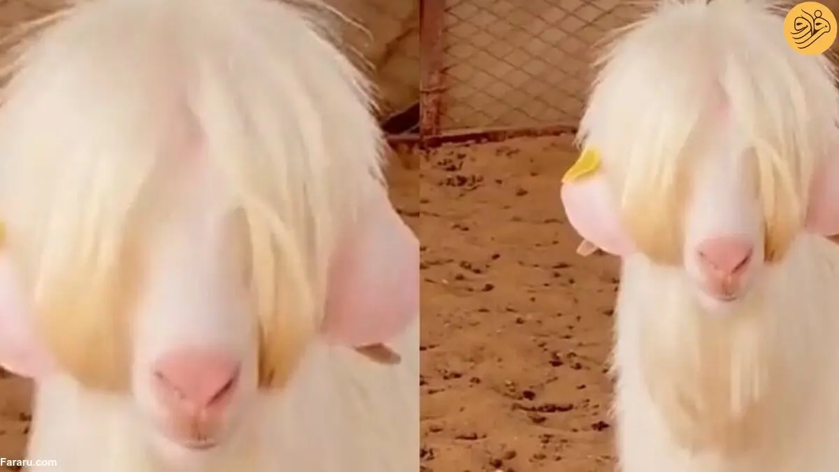 (ویدئو) این بز را ذبح نکنید!
