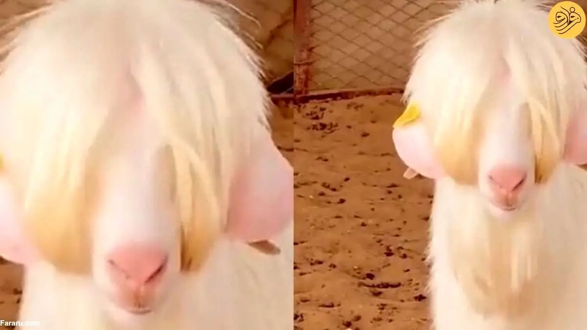 (ویدئو) این بز را ذبح نکنید!