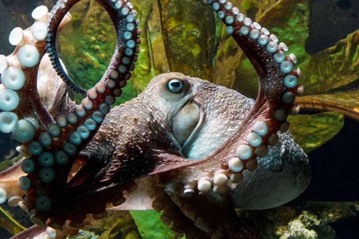 دعوا بر سر کشتار حیوانی لوکس، باهوش و کنجکاو