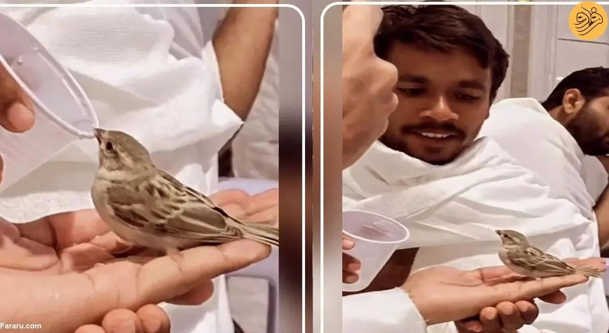 (ویدئو) یک گنجشک و زیباترین صحنه مسجدالحرام