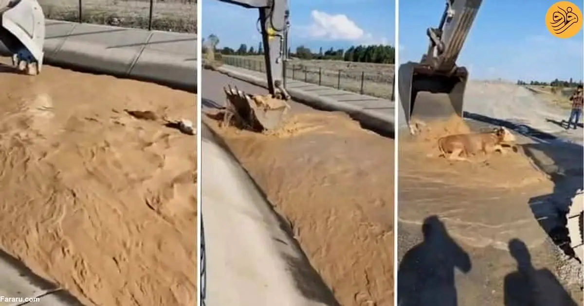 (ویدئو) نجات یک گاو از کانال آب با بیل مکانیکی
