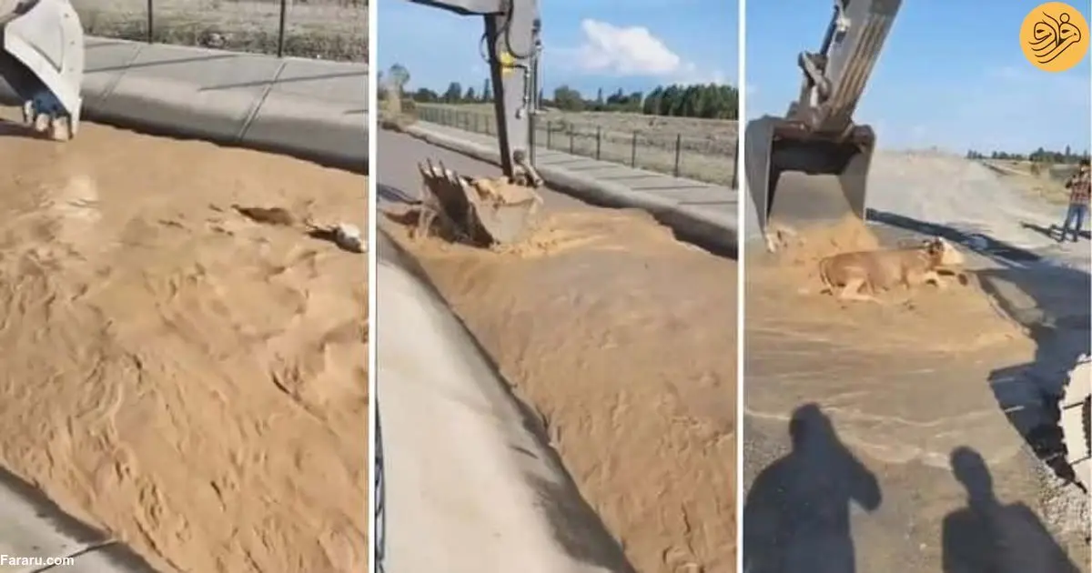 (ویدئو) نجات یک گاو از کانال آب با بیل مکانیکی