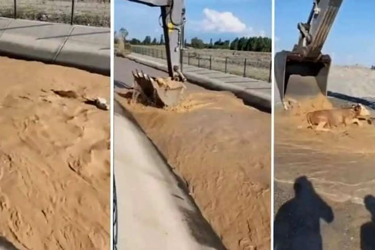 (ویدئو) نجات یک گاو از کانال آب با بیل مکانیکی