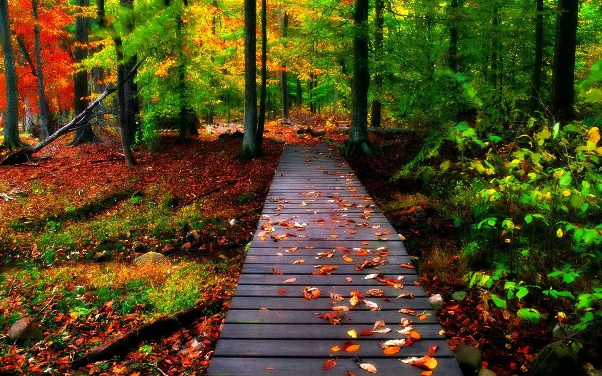 ویدئویی از هنرنمایی فوق‌العاده یک مرد در جنگل