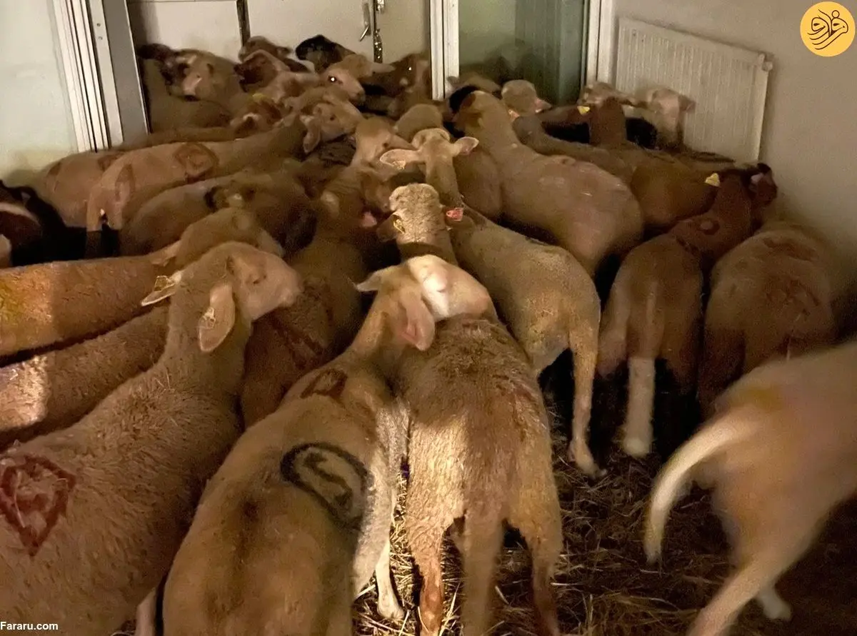 (عکس) نگهداری از ۴۰ گوسفند در آپارتمان برای عید قربان!