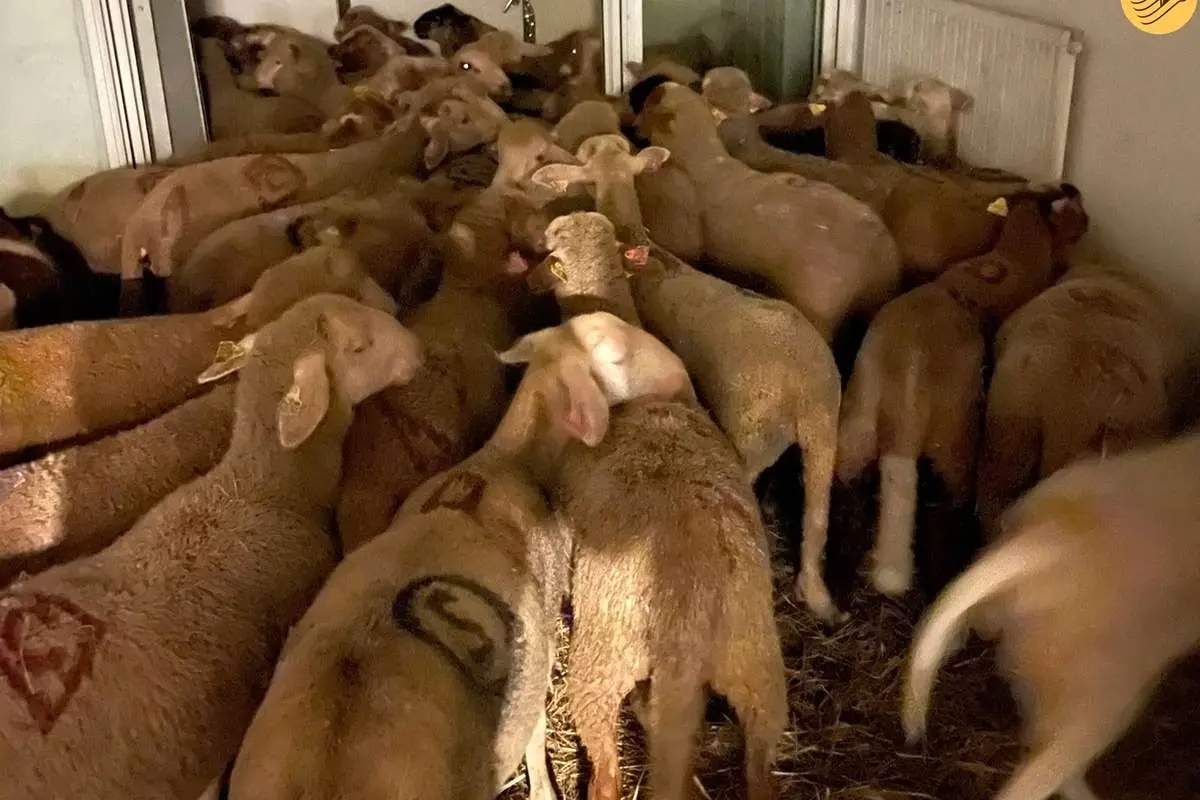 (عکس) نگهداری از ۴۰ گوسفند در آپارتمان برای عید قربان!