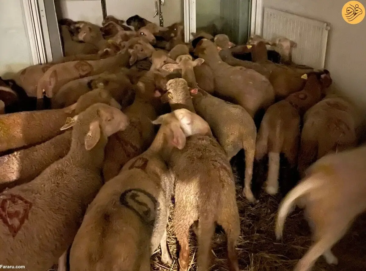 (عکس) نگهداری از ۴۰ گوسفند در آپارتمان برای عید قربان!