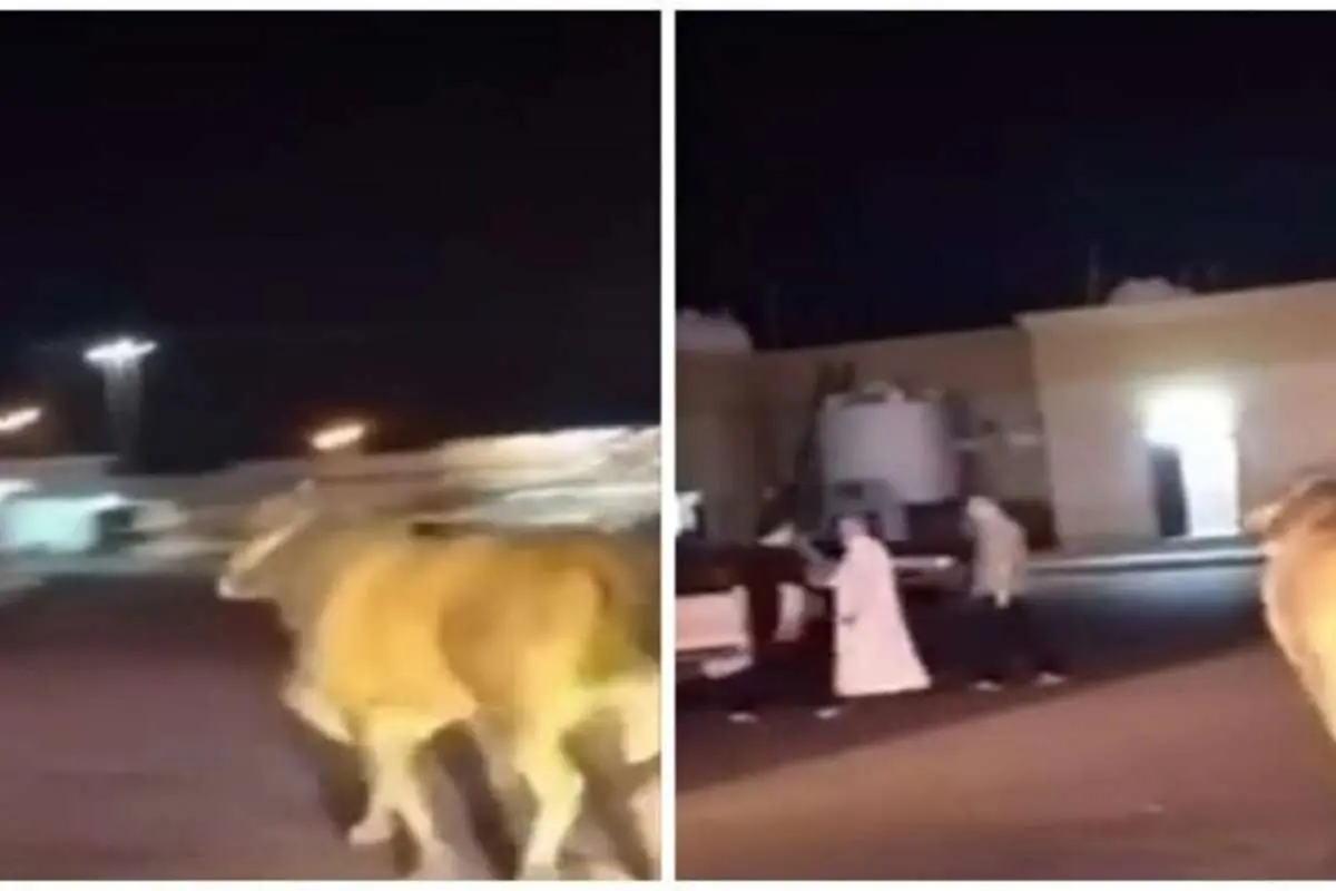 (ویدئو) گاو خشمگین فراری در مدینه چند نفر را زخمی کرد