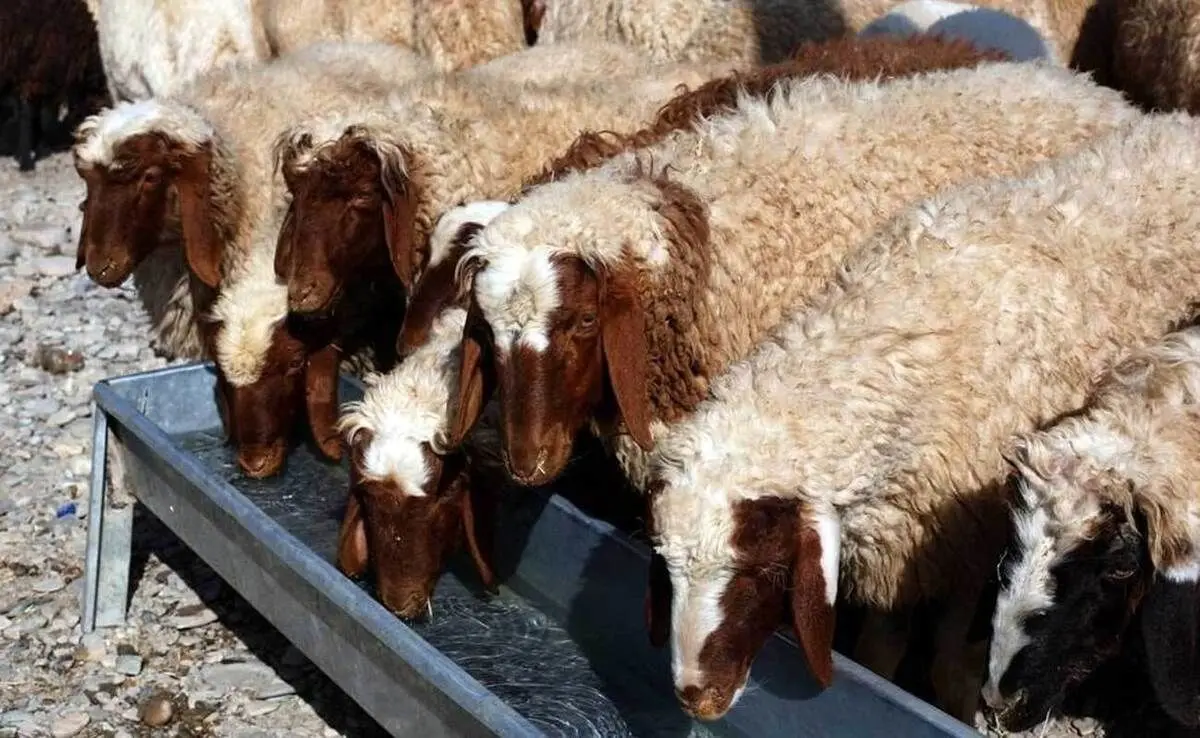 اعلام قیمت نهایی دام زنده برای عید قربان