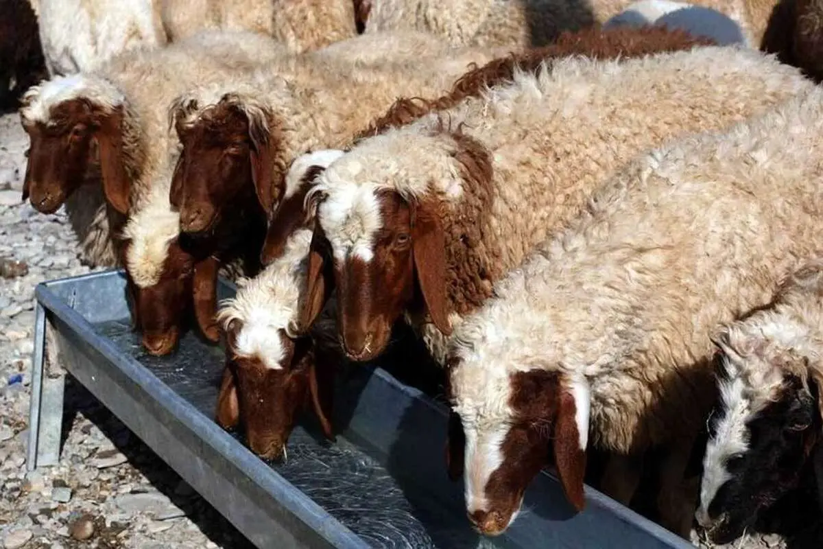اعلام قیمت نهایی دام زنده برای عید قربان