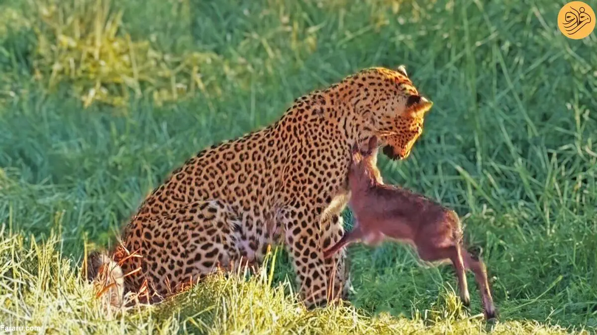(ویدئو) حملات بچه گوزن تازه متولد شده به یک پلنگ!