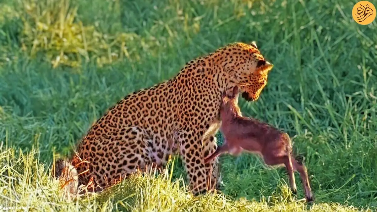 (ویدئو) حملات بچه گوزن تازه متولد شده به یک پلنگ!