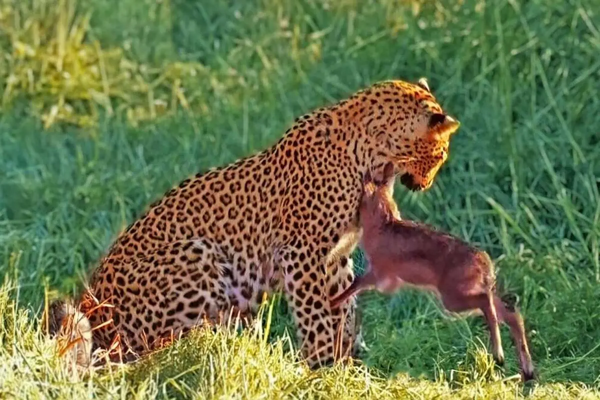 (ویدئو) حملات بچه گوزن تازه متولد شده به یک پلنگ!