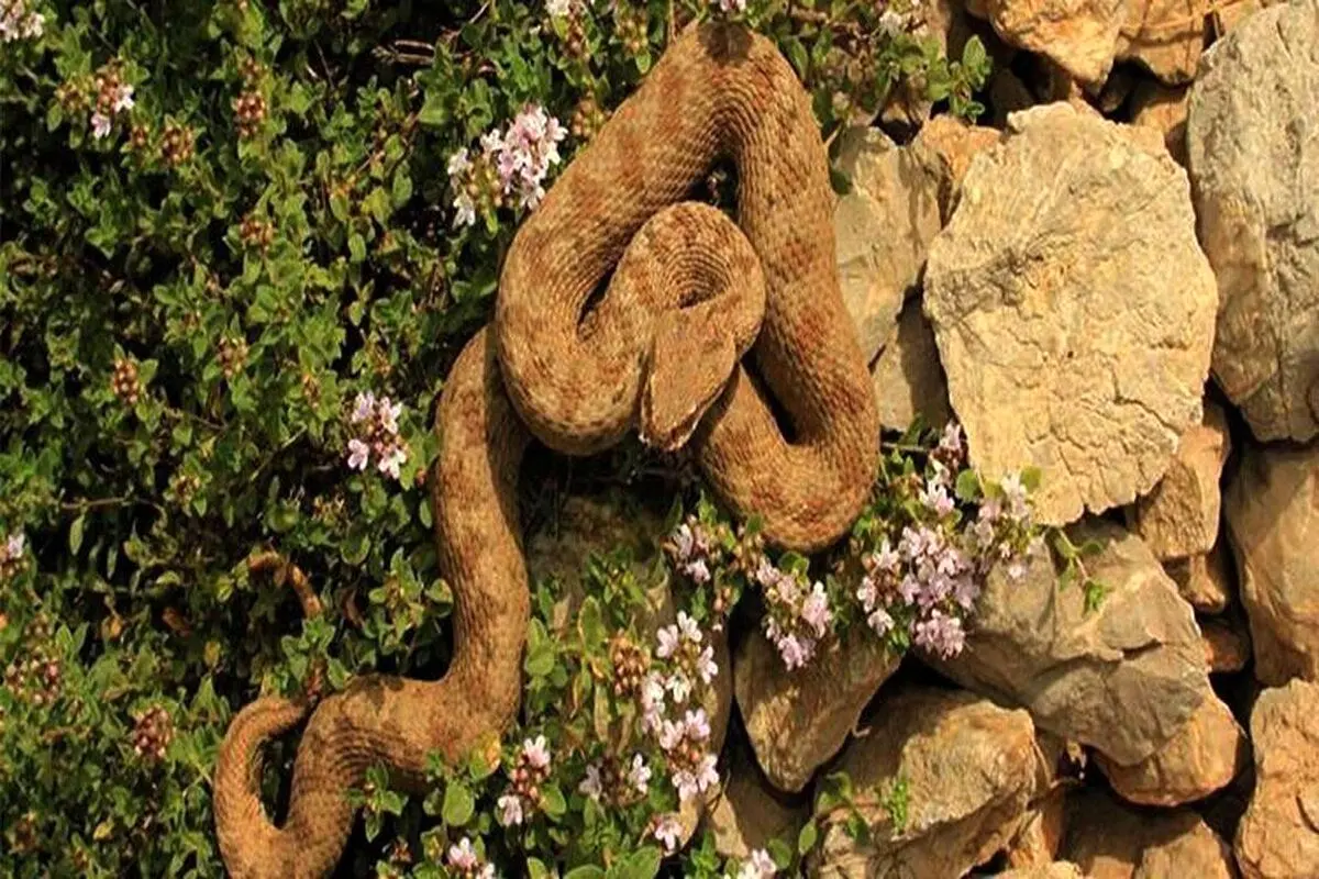 (عکس) افعی خطرناکی که در کوه دماوند ساکن است!