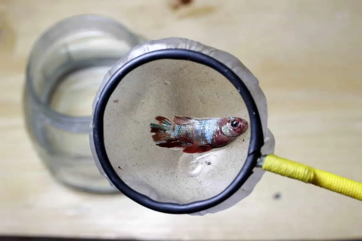 (ویدئو) خودکشی یک ماهی در چین مقابل دوربین مدار بسته!