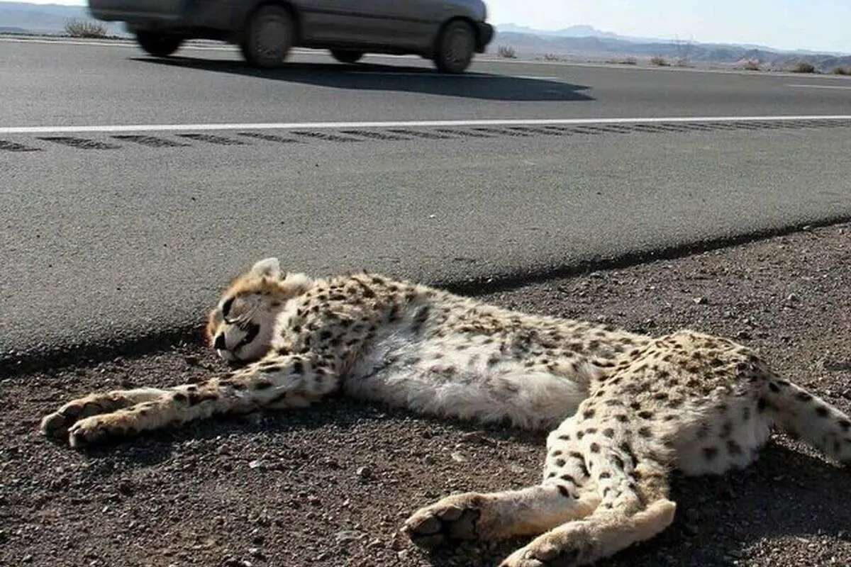 (ویدئو) روش عجیب محیطبانان برای محافظت از یوزها!