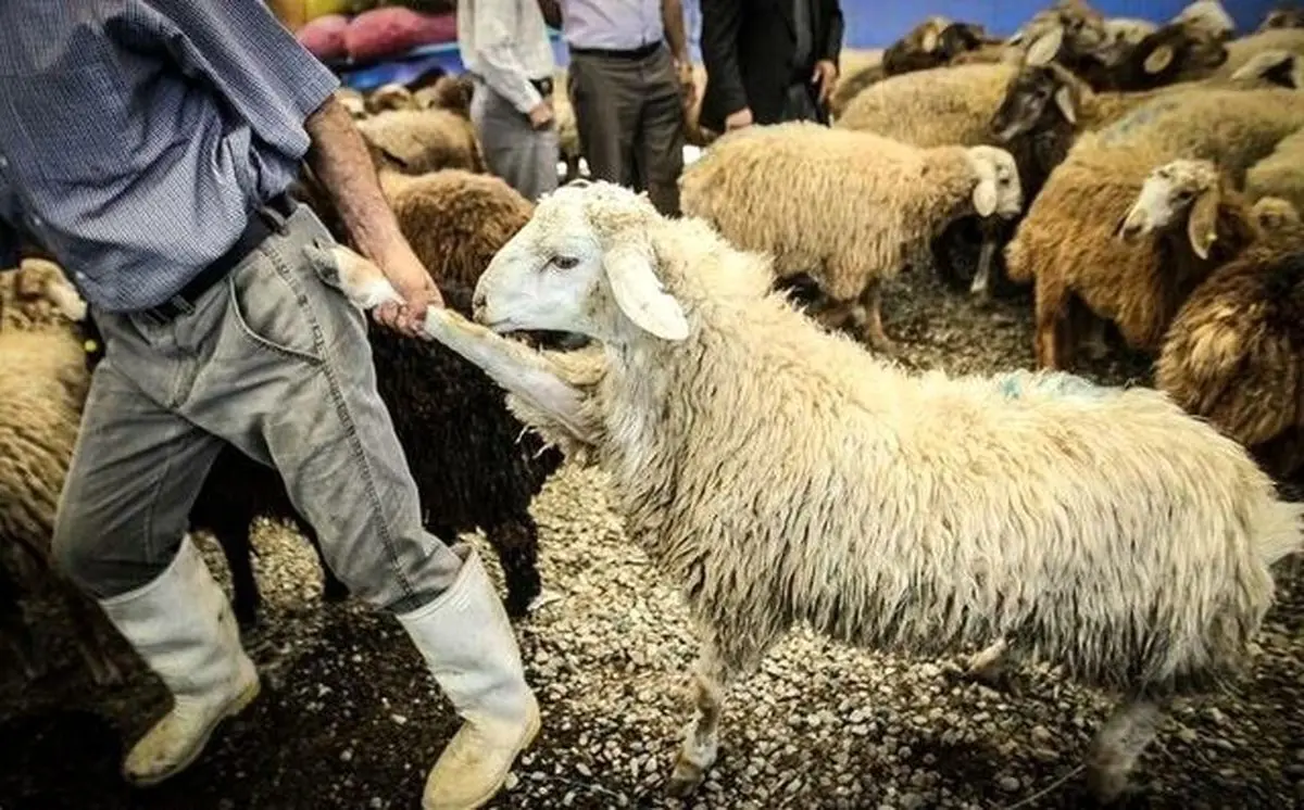 توضیح سازمان میادین درباره افزایش قیمت دام زنده برای عید قربان