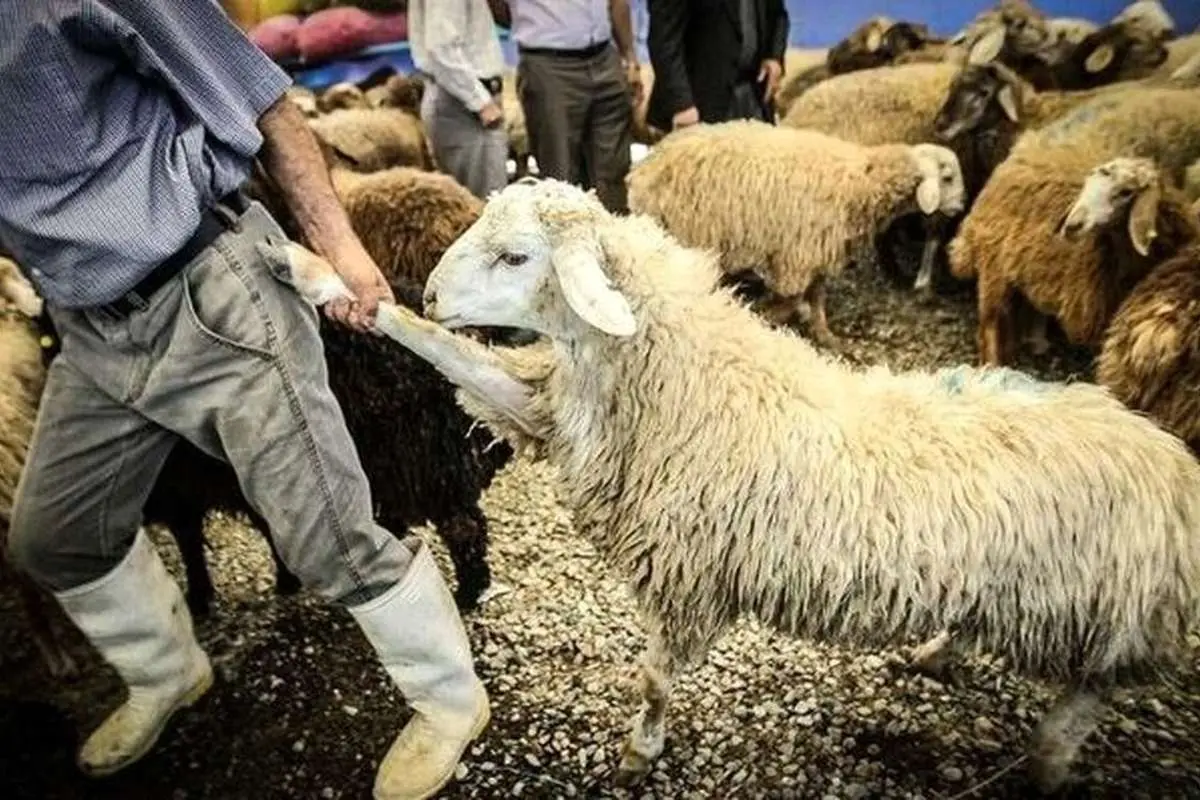 توضیح سازمان میادین درباره افزایش قیمت دام زنده برای عید قربان