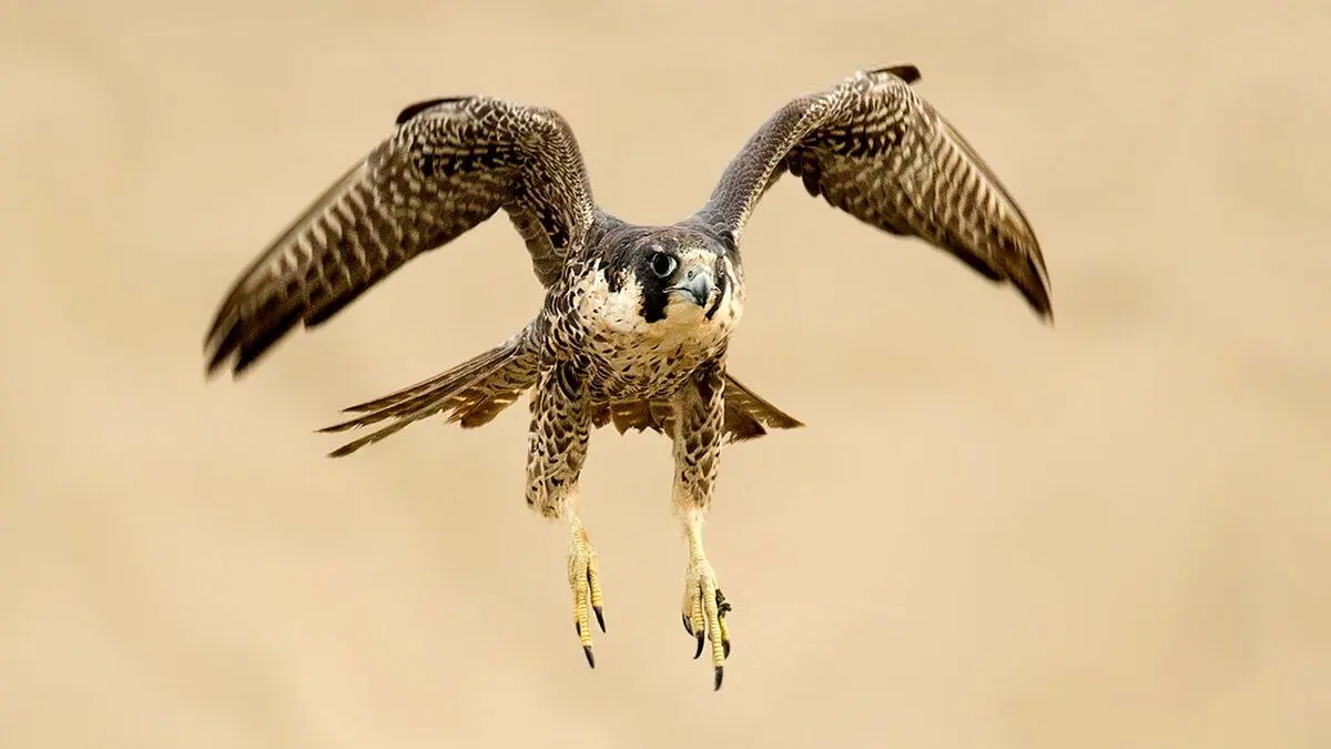 (ویدئو) شاهین شکارچی، شکار مار شد