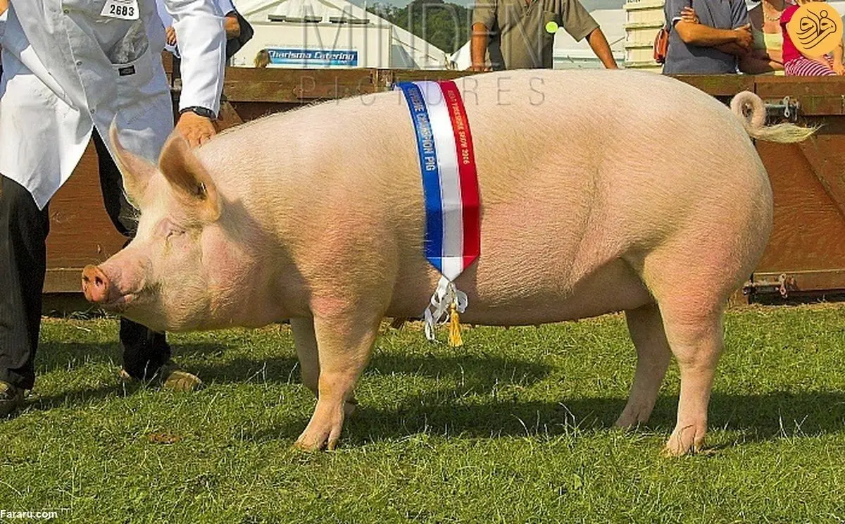(ویدئو) جیغ زدن خوک خانگی هنگام آمپول زدن!