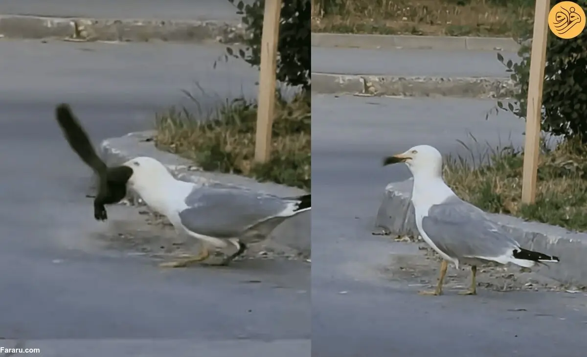 (ویدئو) مرغ دریایی یک سنجاب را به سختی بلعید!