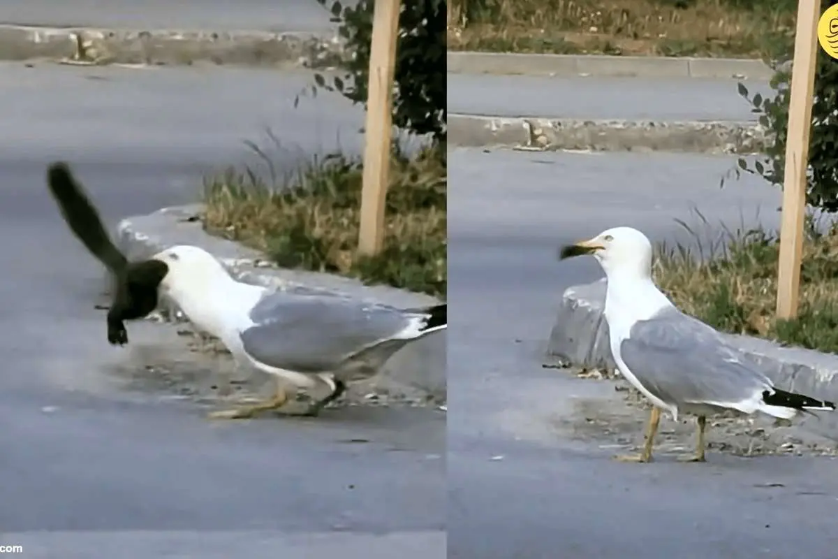(ویدئو) مرغ دریایی یک سنجاب را به سختی بلعید!